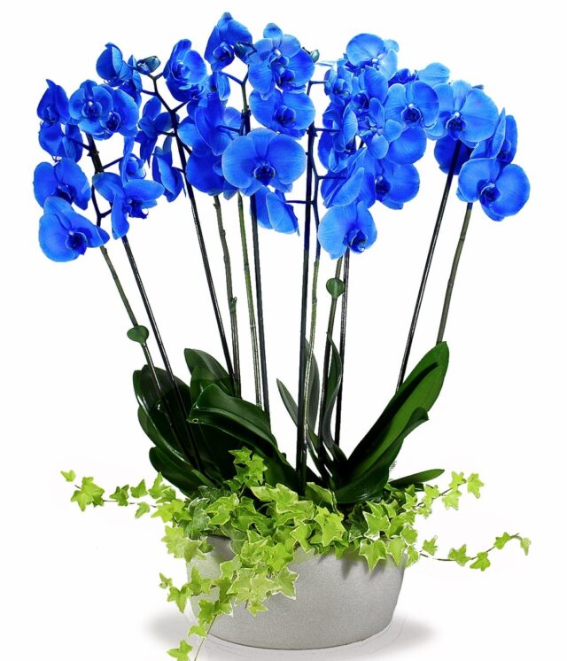 6 dal mavi orkide aranjmanı