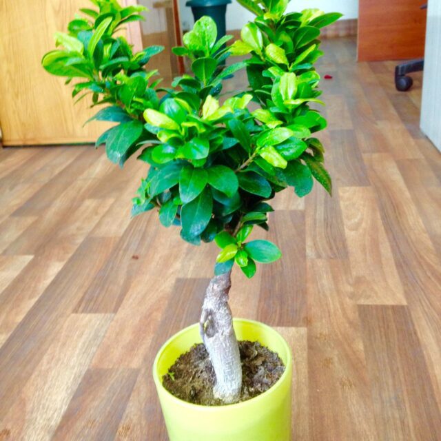 BONSAİ