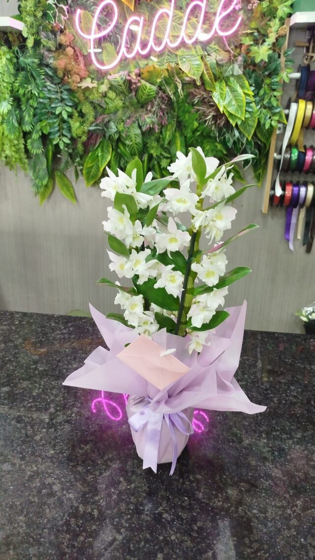 DENDRİDİUM ORKİDE