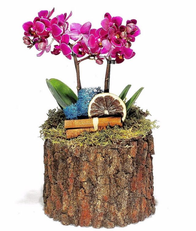 kütükte mini orkide