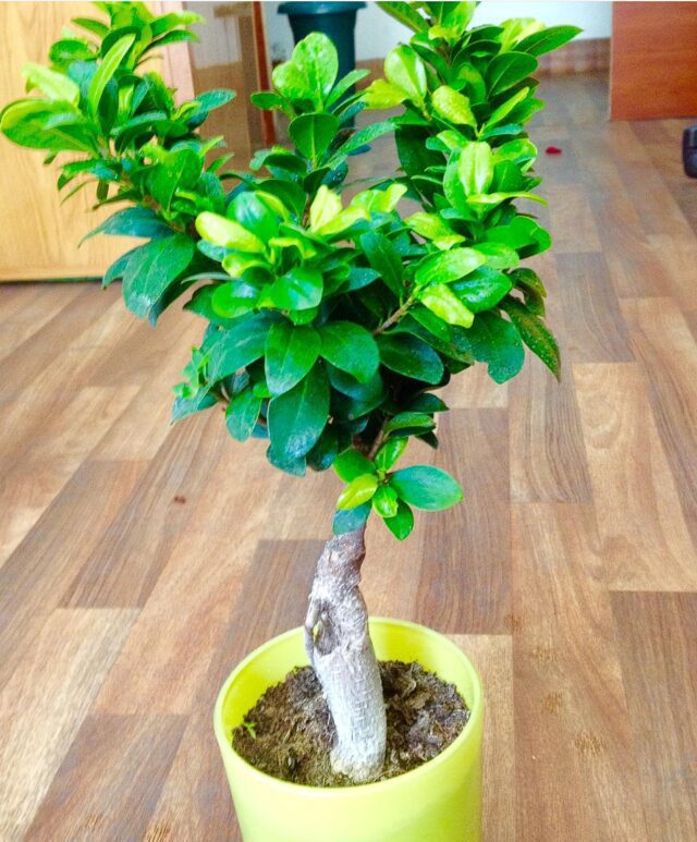 BONSAİ